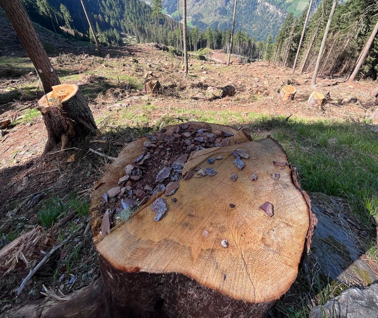 Kahlschlag nach Borkenkäferbefall in Kärnten